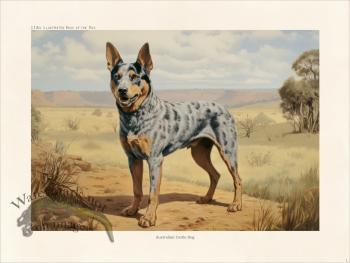 CFA Dog Australian Cattle Dog 01